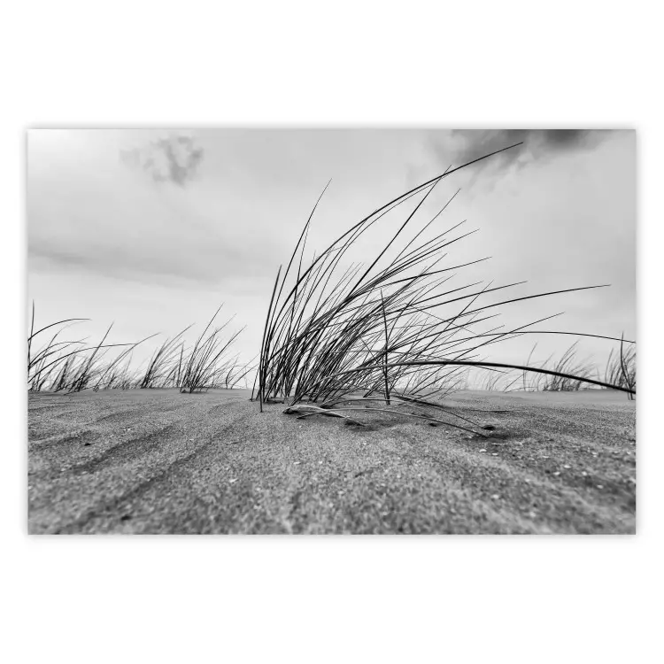Roseau côtier - paysage noir et blanc avec végétation sur le sable