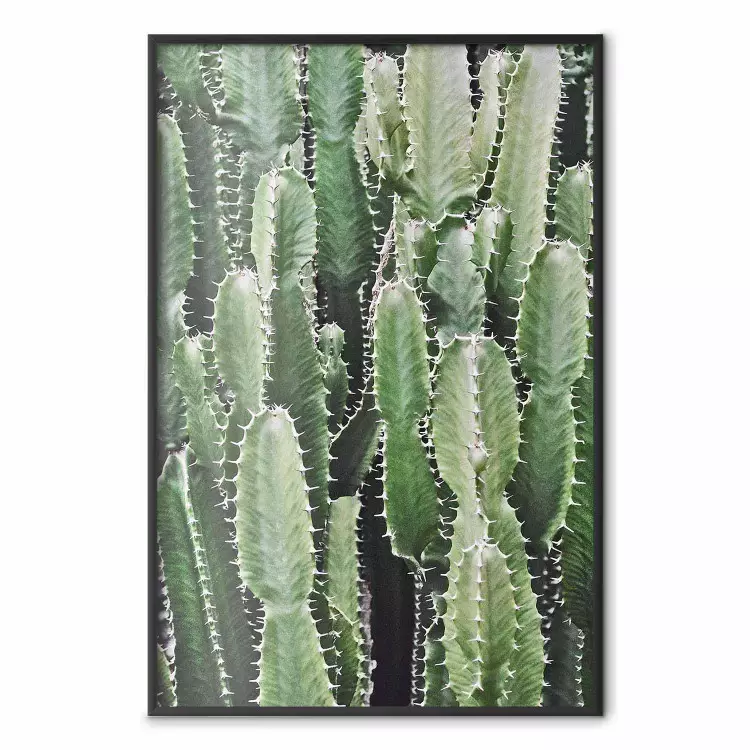 Jardin Cactus - Composition Plantes Piquantes