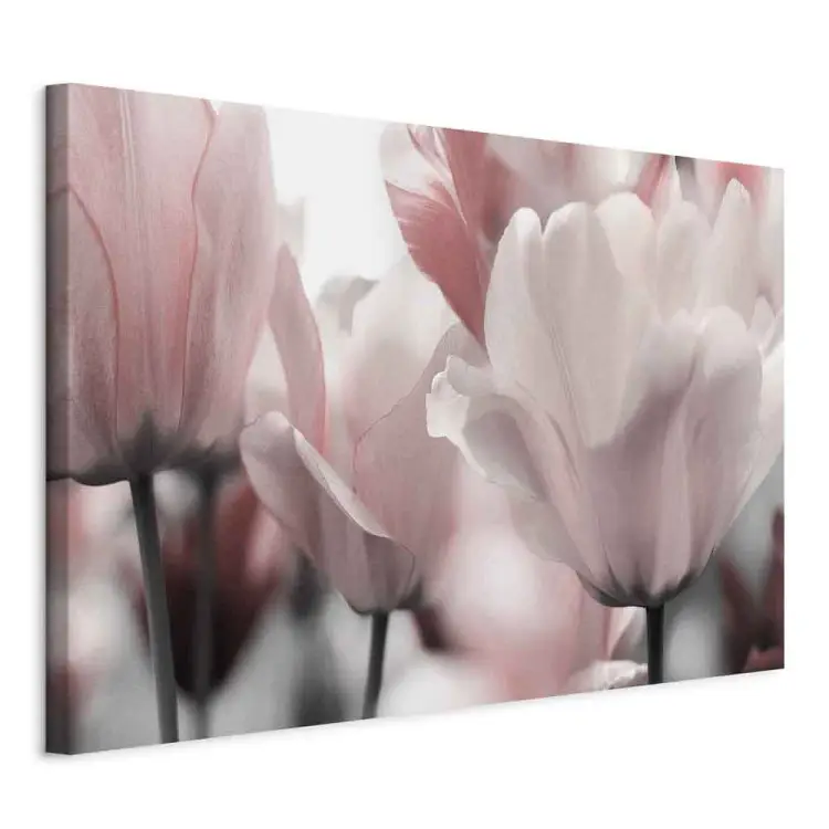 Pétales de printemps - fleurs tulipes roses