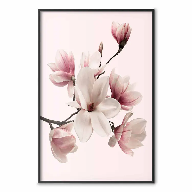 Magnolias délicats - Fleurs Roses