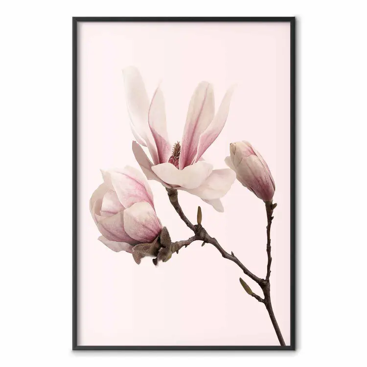 Fleurs en fleurs - magnolias roses délicats sur un fond pastel