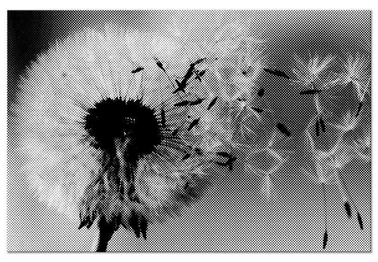 Tableau sur toile Pissenlit - une plante fugace aux couleurs noir et blanc