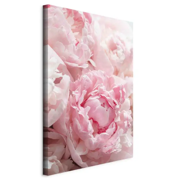 Épanouissement des couleurs de la nature - pivoine rose