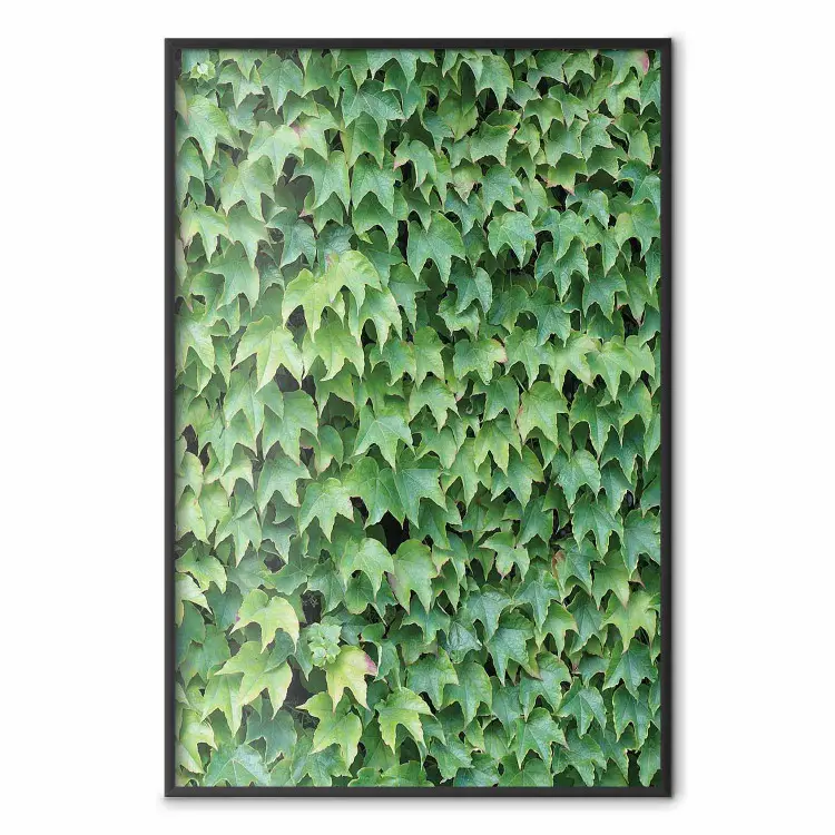 Lierre dense - composition botanique remplie de feuilles vertes