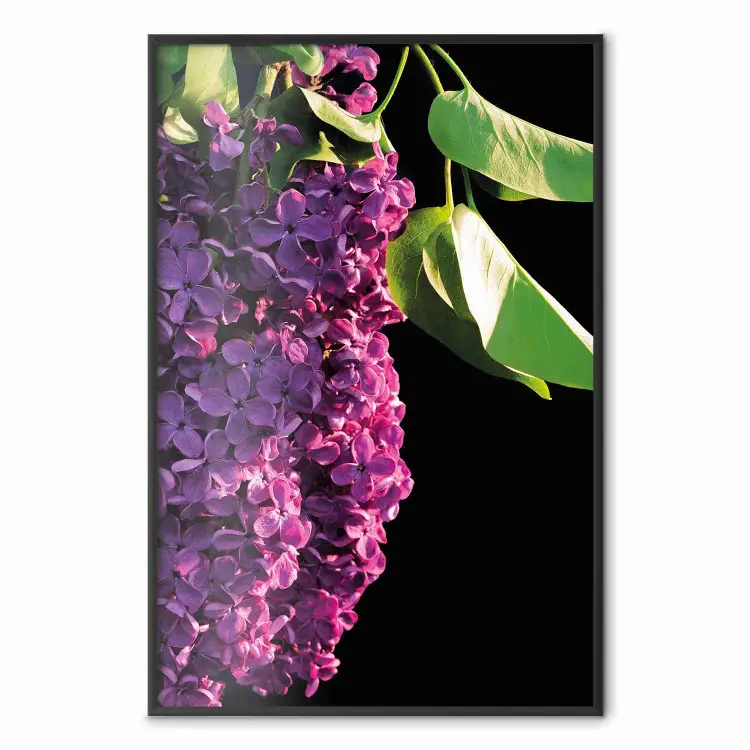 Couleurs Printanières - Botanique Lilas