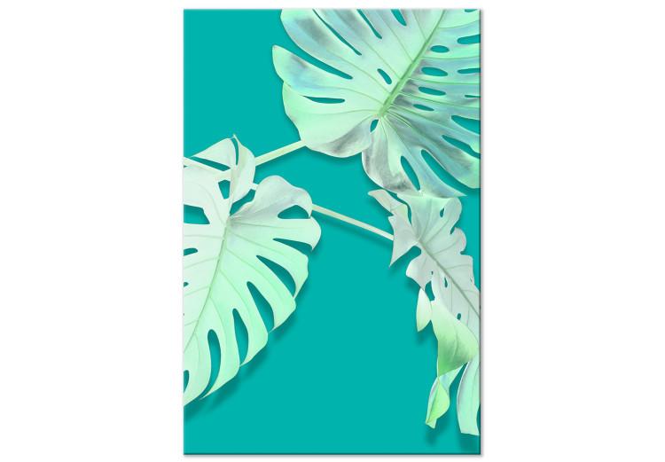 Tableau sur toile Monstera variegata - des feuilles blanches sur fond turquoise