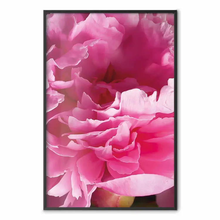 Belles pivoines - fleur avec pétales roses sur fond de mêmes fleurs