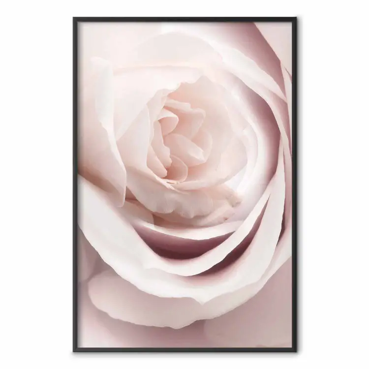 Rose de porcelaine - plante rose, belle fleur de rose