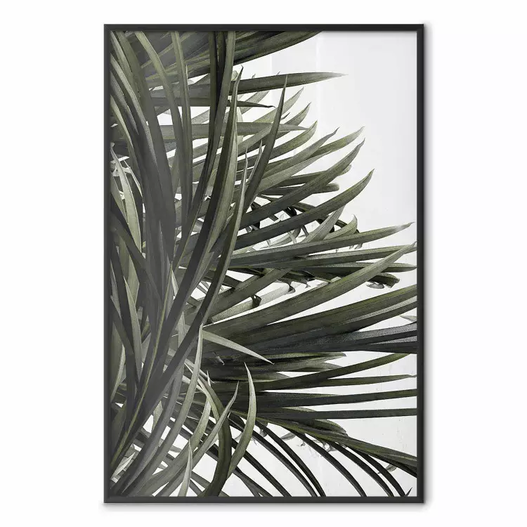 Sous les palmiers - feuilles naturelles de plante tropicale sur blanc