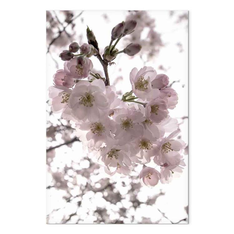 peinture de fleurs de cerisier