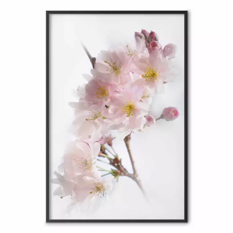 Printemps au Japon - branche fleurie sur fond blanc