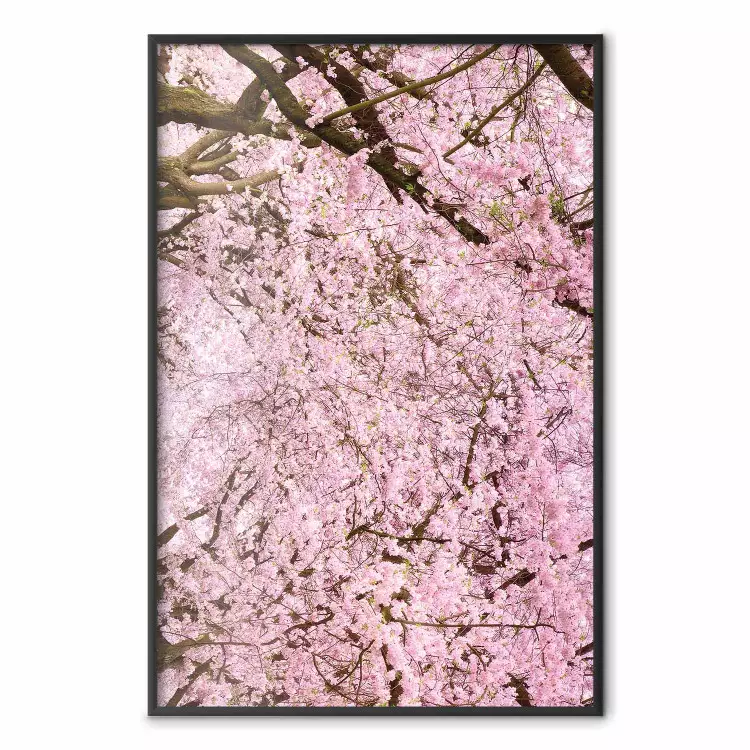 Cerisier - arbres printaniers aux feuilles roses