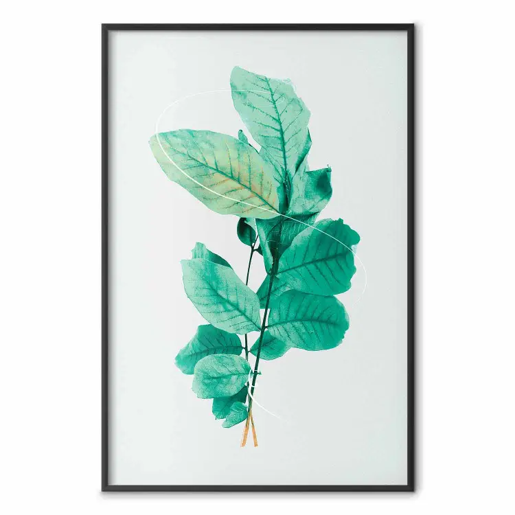 Grâce à la Menthe - plante à feuilles menthe sur fond clair