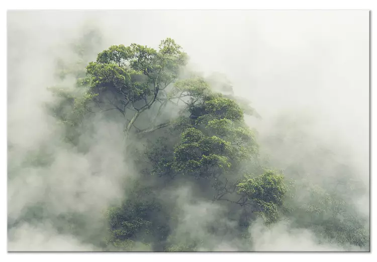 Brume Amazonienne (1 partie) large - paysage exotique brumeux