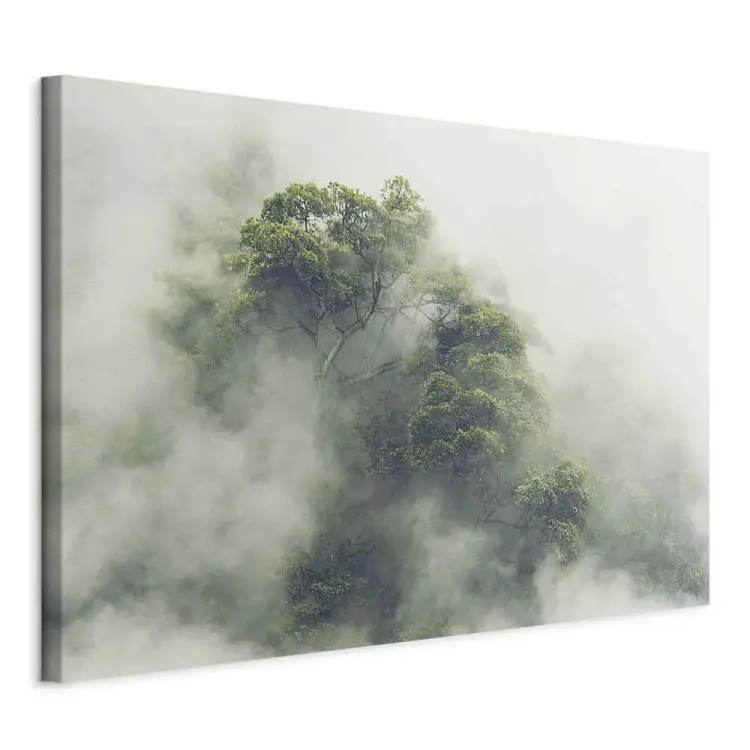 Brume Amazonienne large - paysage exotique brumeux