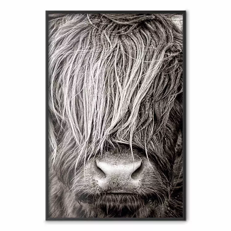 Face à la nature - portrait noir et blanc d'un animal aux longs poils