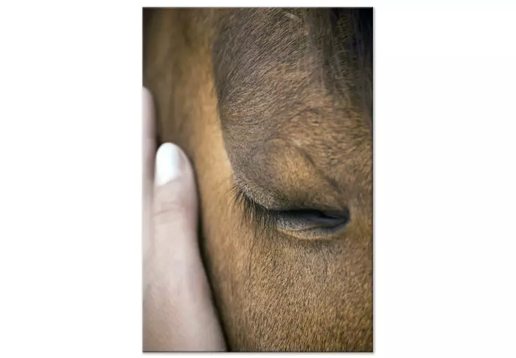 Toucher apaisant (1 partie) vertical - main caressant un cheval brun