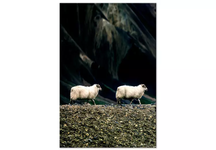 Suis-moi! (1 partie) vertical - photo de deux animaux blancs