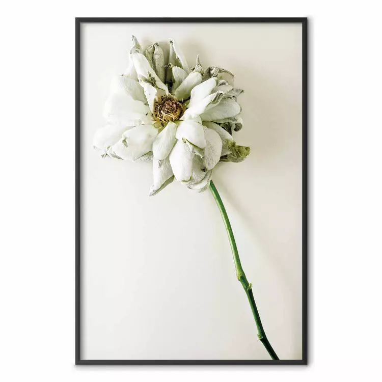 Souvenir desséché - plante avec une fleur blanche sur fond uni