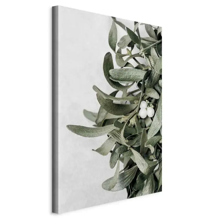 Feuilles de gui - une photo botanique sur fond blanc