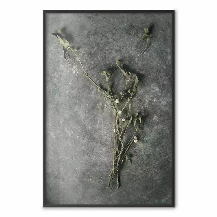 Amour éternel - plante avec des fleurs blanches posée sur du béton