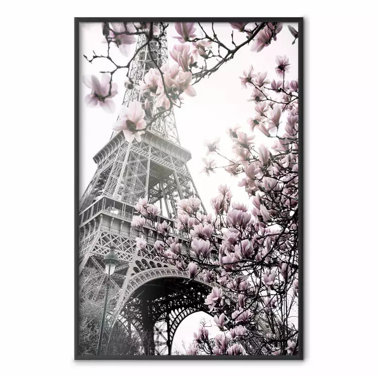 Magnolias au soleil de Paris