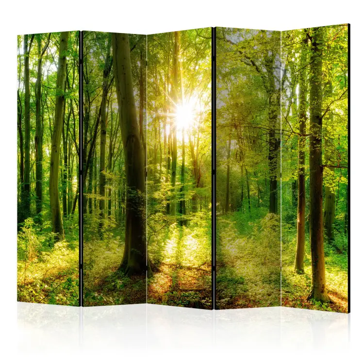 Rayons forestiers II - paysage forestier et rayons du soleil