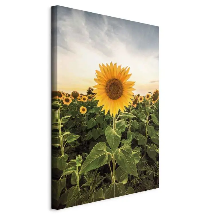 Champ de tournesols - Prairie printanière