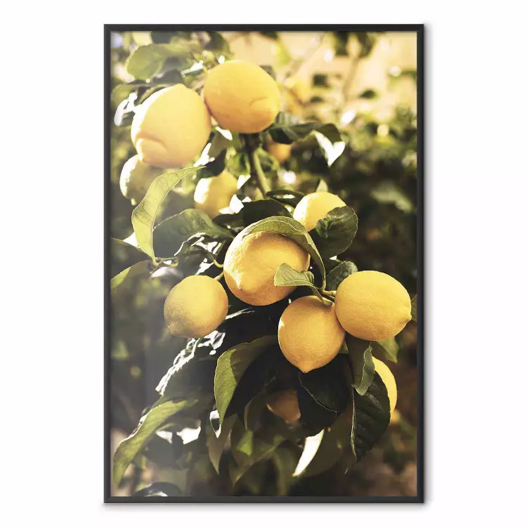 Citrons jaunes - branche avec citrons et feuilles vertes