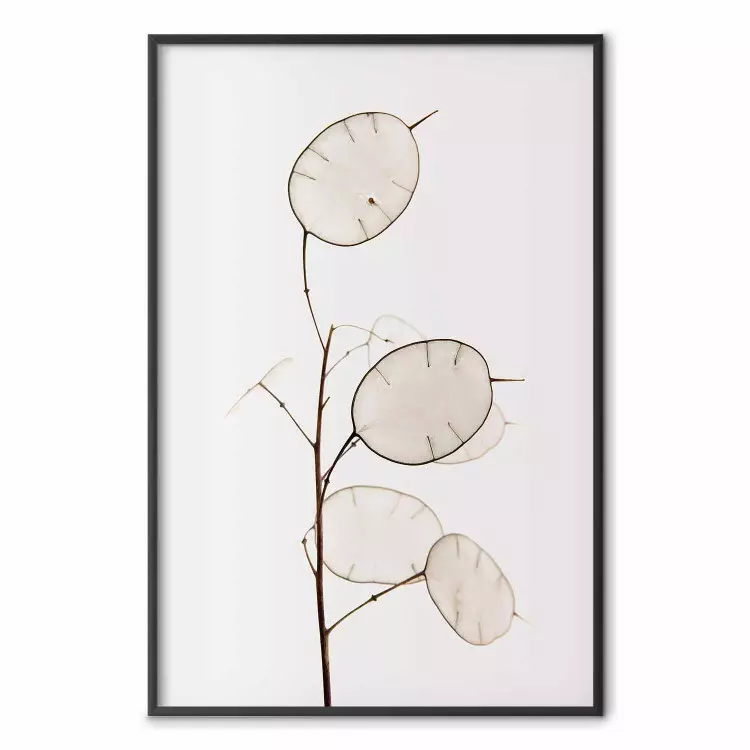 Lunaire : monnaie du pape - motif botanique minimaliste sur fond blanc