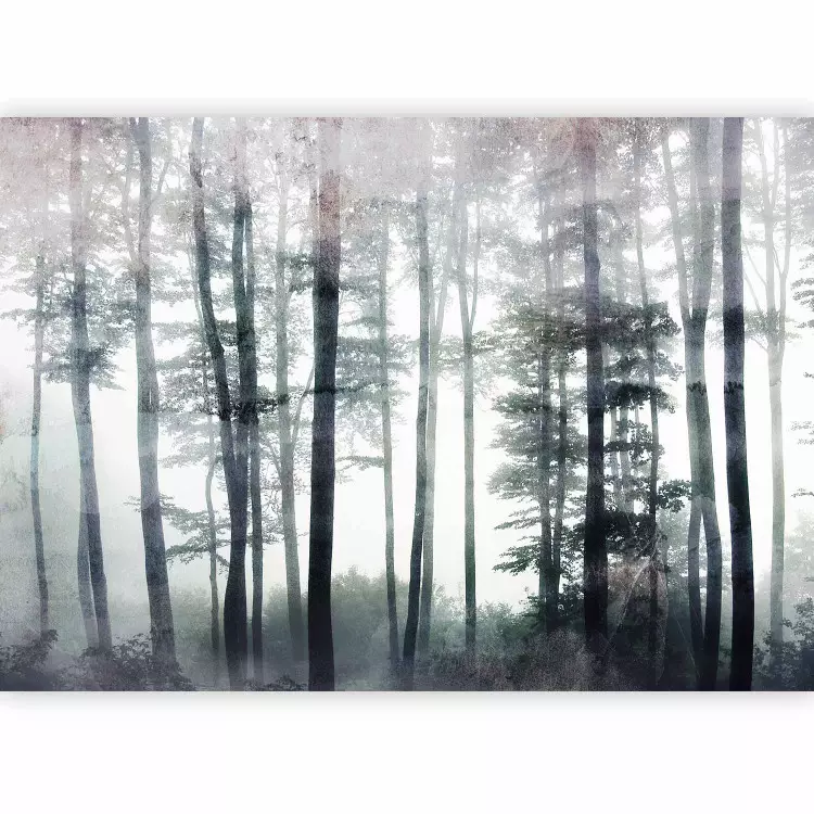 Forêt brumeuse