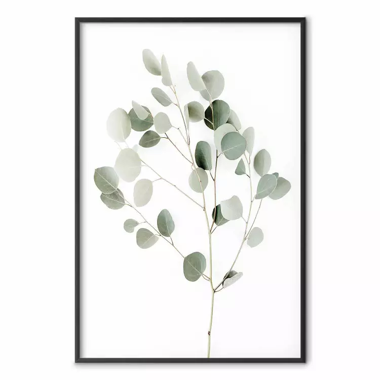 Eucalyptus argenté - motif végétal minimaliste des feuilles vertes