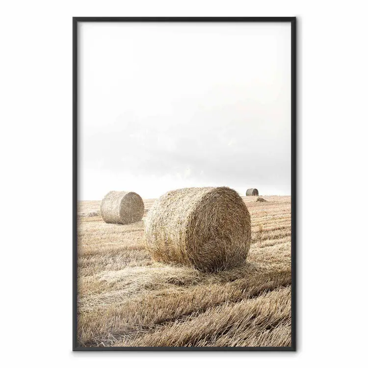 Affiche Rouleaux de foin sur un champ - paysage rural avec champs dorés ...