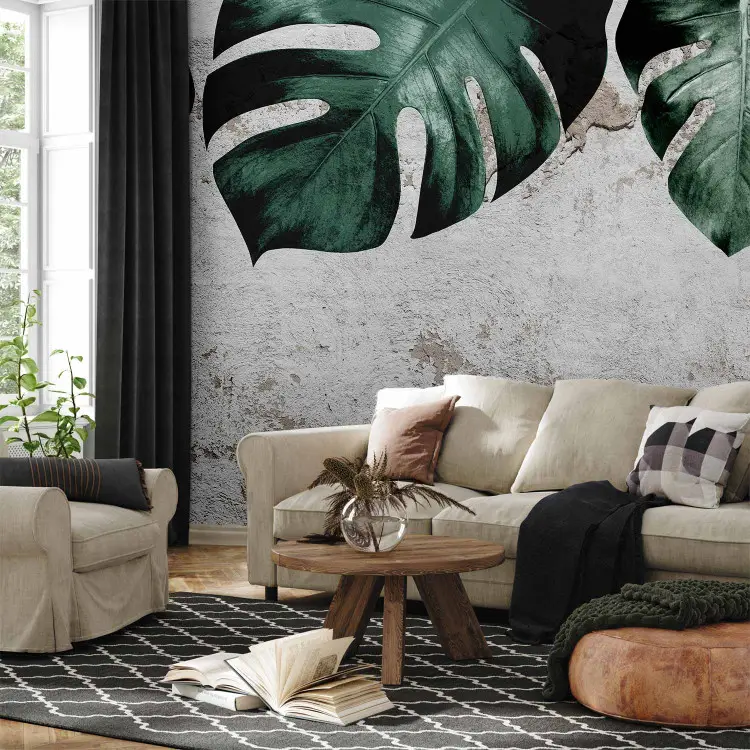 Visage du monstera - des feuilles vertes et un mur en béton