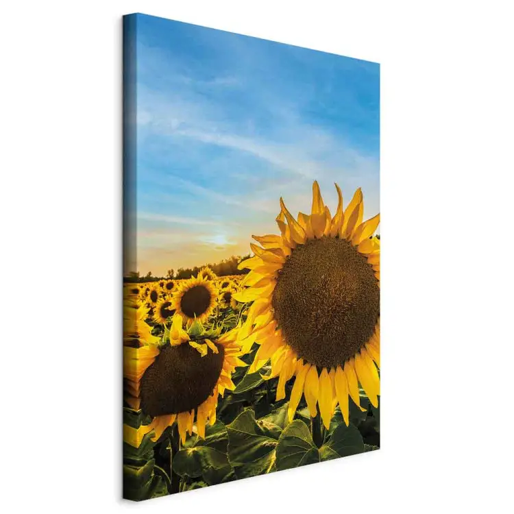 Fleurs de la paix vertical - Tournesols sur un champ vaste