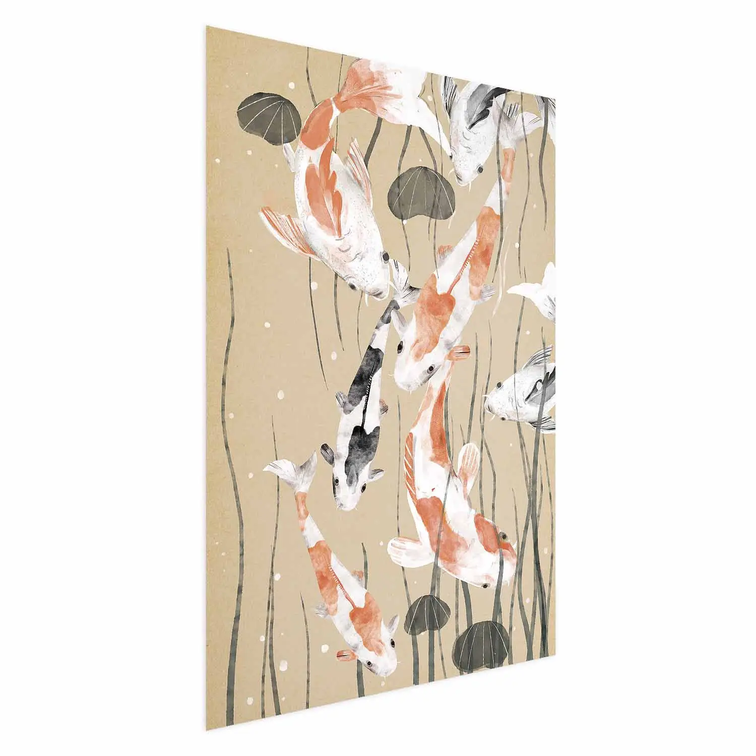 Carpe Koi japonaise Showa 39cm koi japonaise