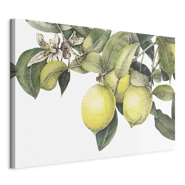 Citrons et feuilles - agrumes colorés sur l'arbre
