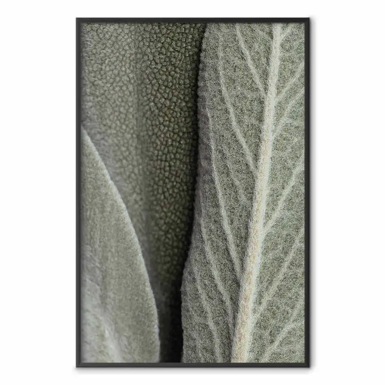 Plante sauge - gros plan sur des feuilles rugueuses