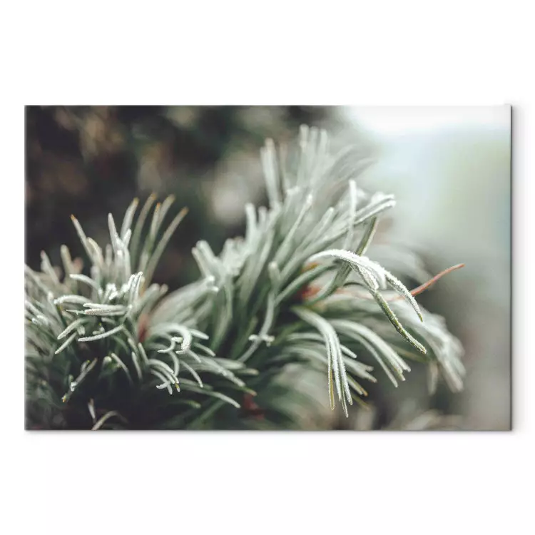 Winter Enchantment - A Photograph of a Coniferous Branch Covered With Frost