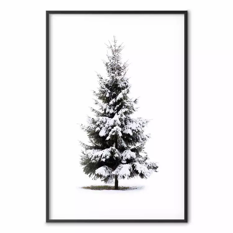 Arbre en hiver - sapin enneigé sur fond blanc