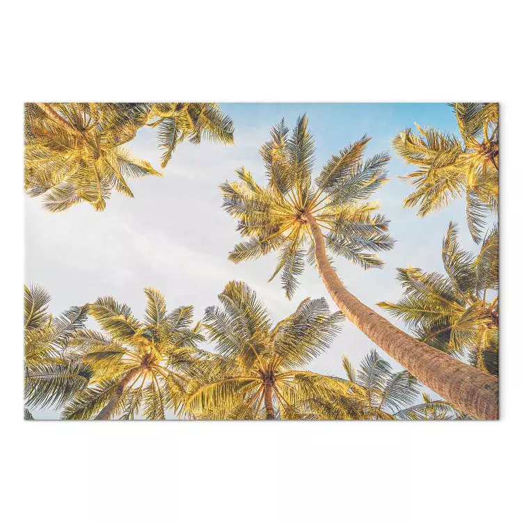 Palmiers - arbres tropicaux sur fond de ciel lumineux