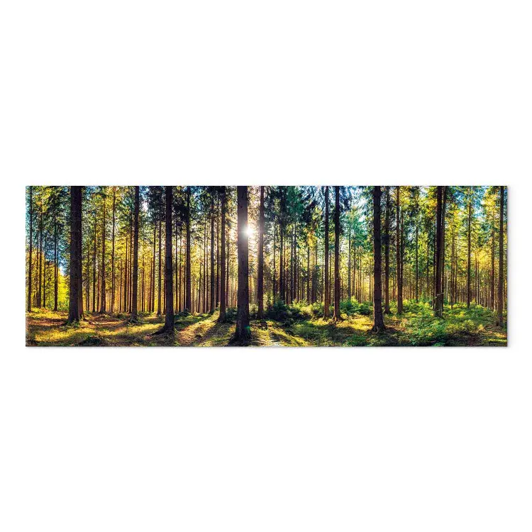 Arbres lumineux - rayons de soleil dans la forêt