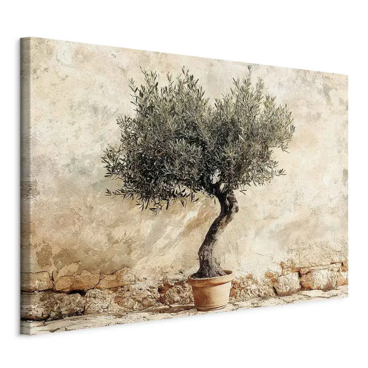Olivier en Pot - arbre méditerranéen sur fond rustique