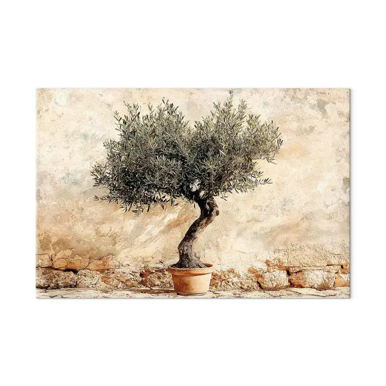 Climat Méditerranéen - olivier sur fond de mur beige