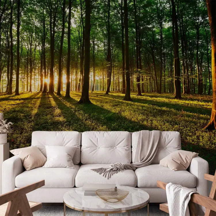 Printemps : matin dans la forêt - paysage avec lever de soleil entre les arbres