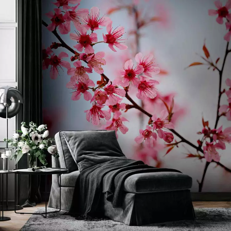 Cerisier japonais – fleurs de sakura