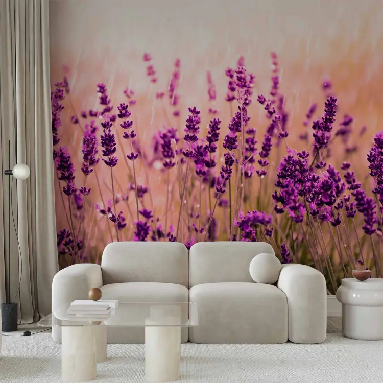 Lavande sous la pluie - paysage de prairie avec des fleurs violettes
