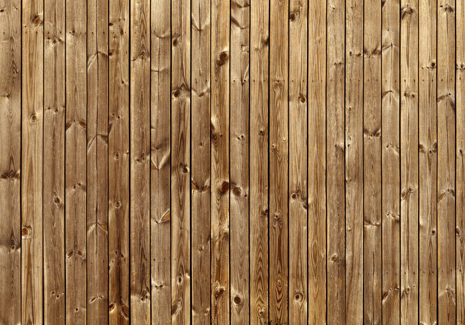 Texture De Pin