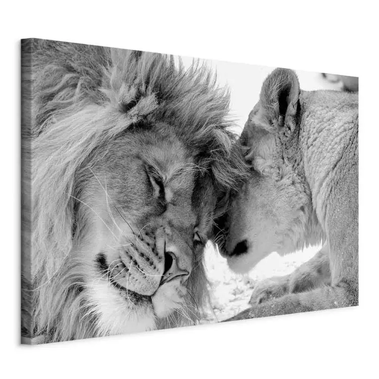 Amour de lion