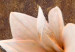 Tableau tendance Nature de magnolia (1 pièce) - Fleurs claires sur fond brun 48474 additionalThumb 4
